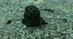 A Florida crown conch sits in sand underwater.