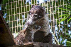 A mother white-nosed coati snuggles next to her baby coati.
