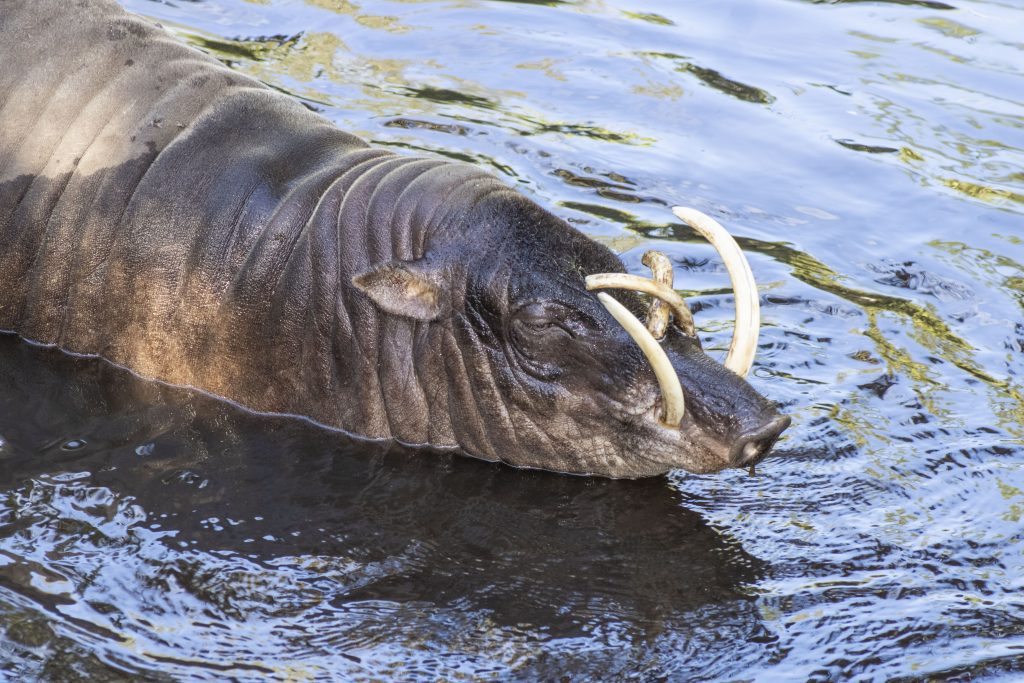A North Sulawesi babirusa swims in water.