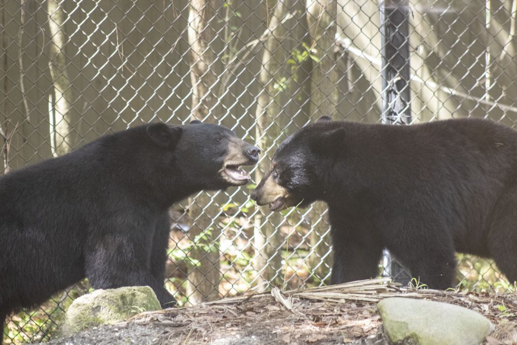 Two Florida black bears greet each other in a zoo habitat.