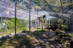 A photo of a zoo habitat with foliage and an open air enclosure.
