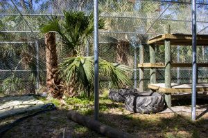 A zoo habitat featuring platforms for bears to lay on and a tire enrichment.