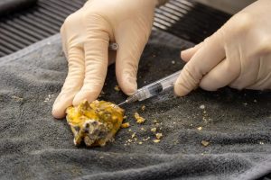 A person uses a needle to extract a sample from an oyster.