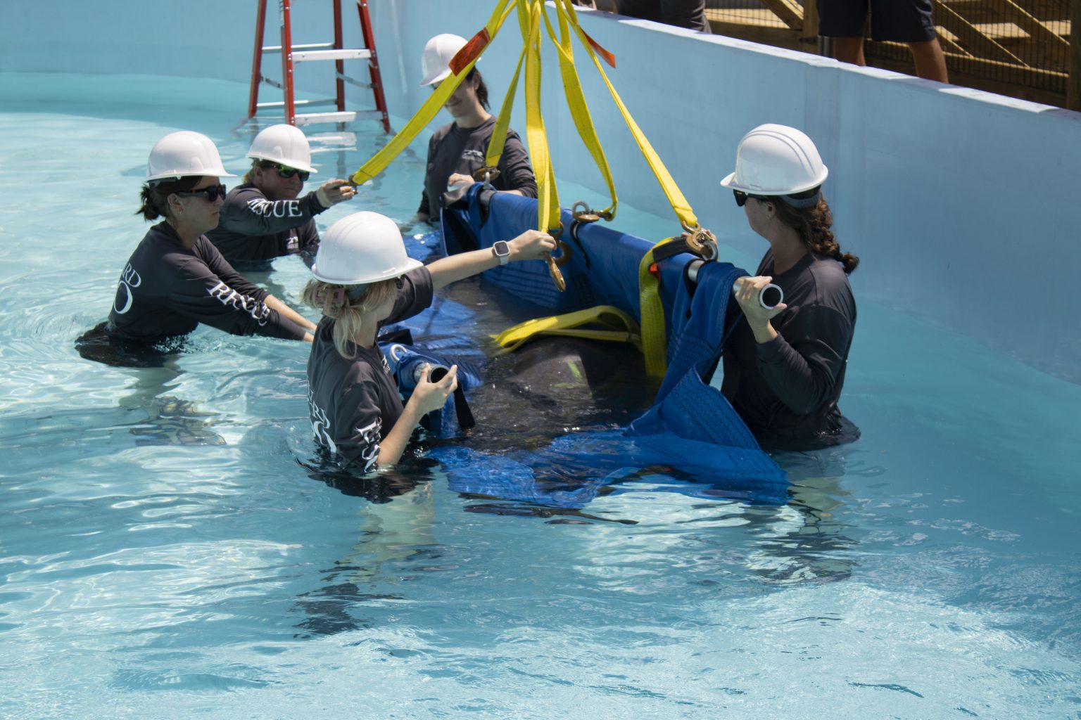 Opening our Manatee Rehabilitation Center and Welcoming Patients ...