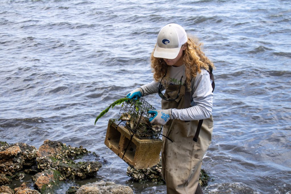 A man carries a cage full of oysters attached to a cinderblock as he walks through a lagoon.