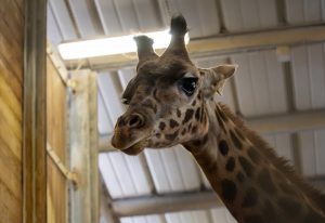 A giraffe looks into the camera.