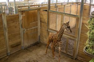 A giraffe stands in a barn.