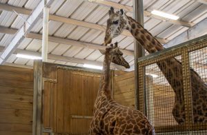 Two giraffes face each other in a barn.