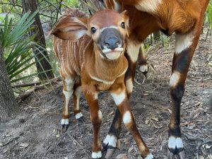 A baby Eastern bongo stands under her mother and looks at the camera.