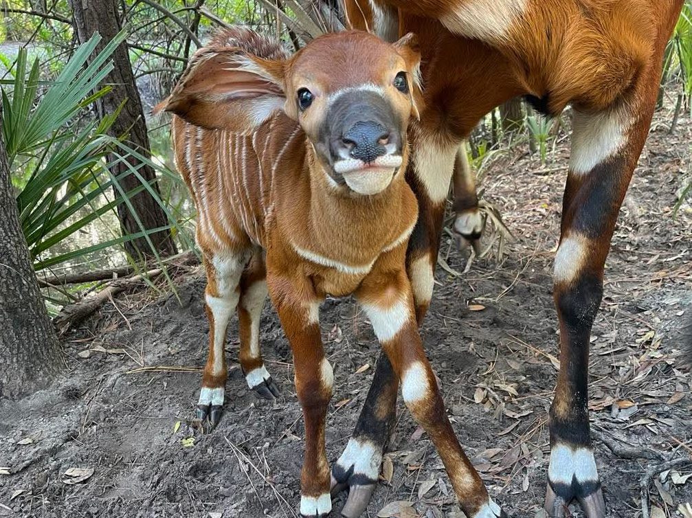A baby Eastern bongo stands under her mother and looks at the camera.