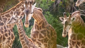 Several giraffes herd together.