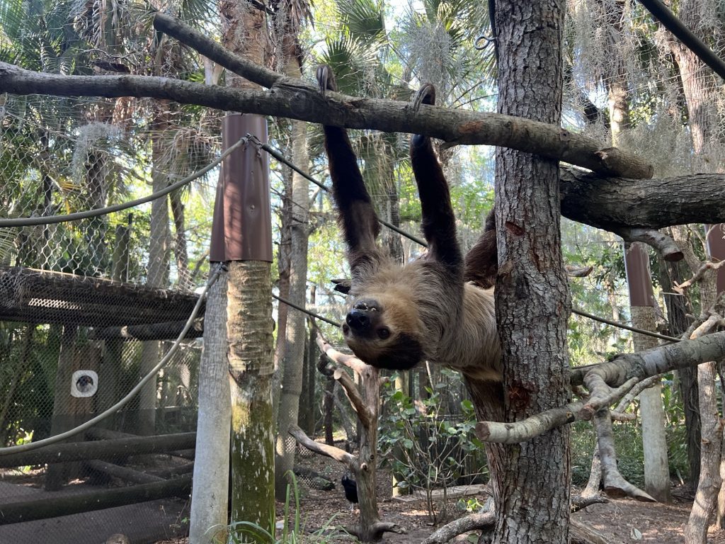 A sloth hangs upside down by a branch.