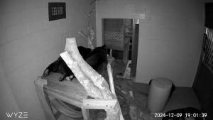 Two Florida black bear cubs lay side by side on a platform.