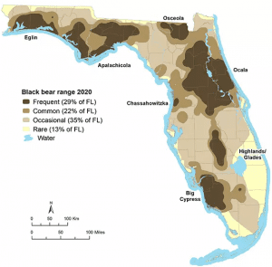 A graphic map displaying bear populations across Florida.