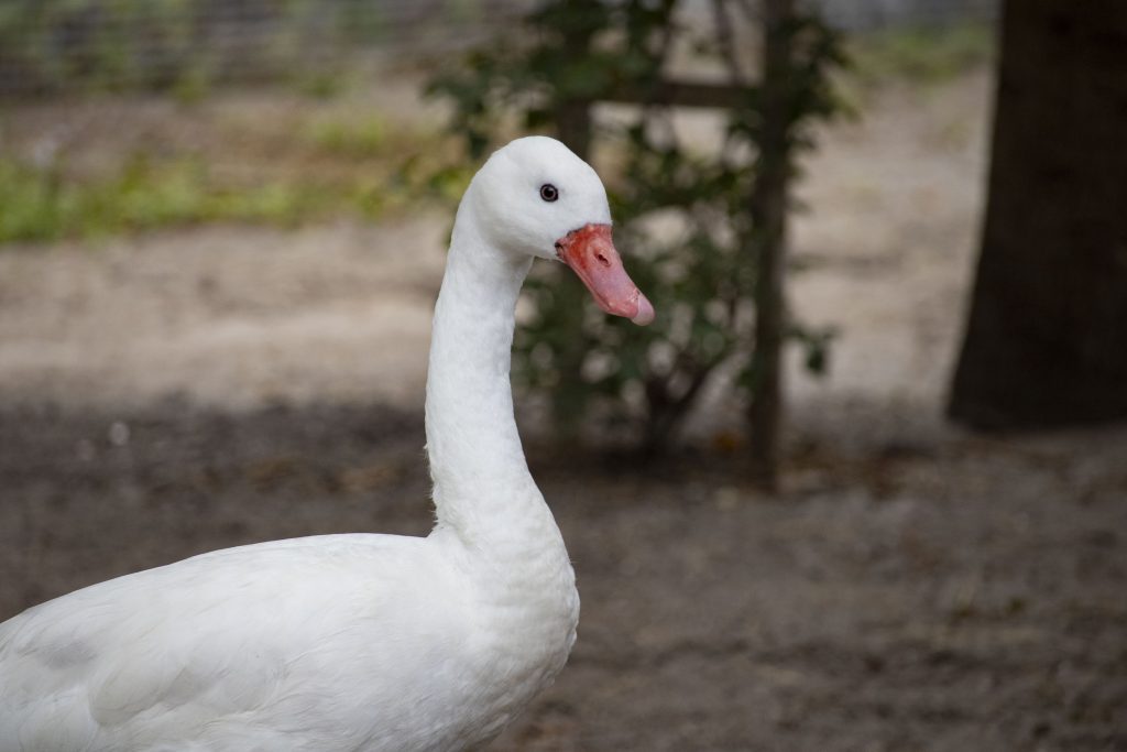 coscoroba swan