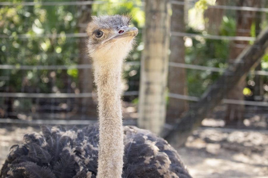 Linda the Ostrich