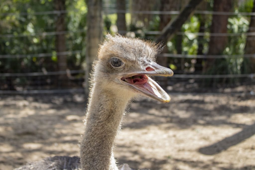 Linda Ostrich