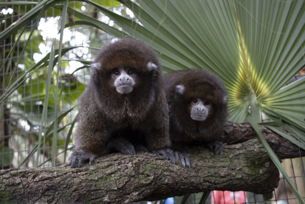 Two Bolivian gray titi monkeys sit atop a branch side by side.