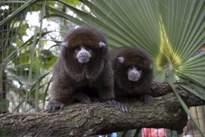 Two Bolivian gray titi monkeys sit atop a branch side by side.
