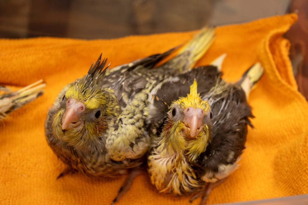 Two cockatiel chicks sit inside of a plastic container.