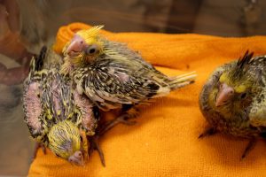 Three cockatiel chicks sit inside a plastic container.