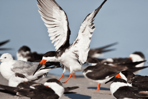 Black Skimmer