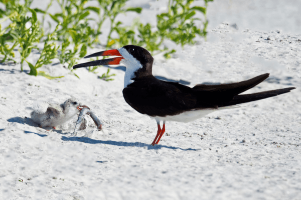 black skimmer