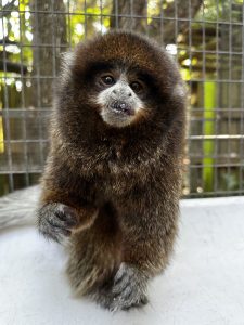 A Bolivian gray titi monkey looks into the camera.