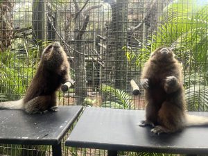 Two Bolivian gray titi monkeys sit on their hind legs and brace themselves on small perches.