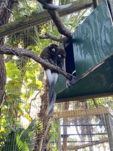 Two Bolivian gray titi monkeys perch atop a branch with their long tails intertwined.