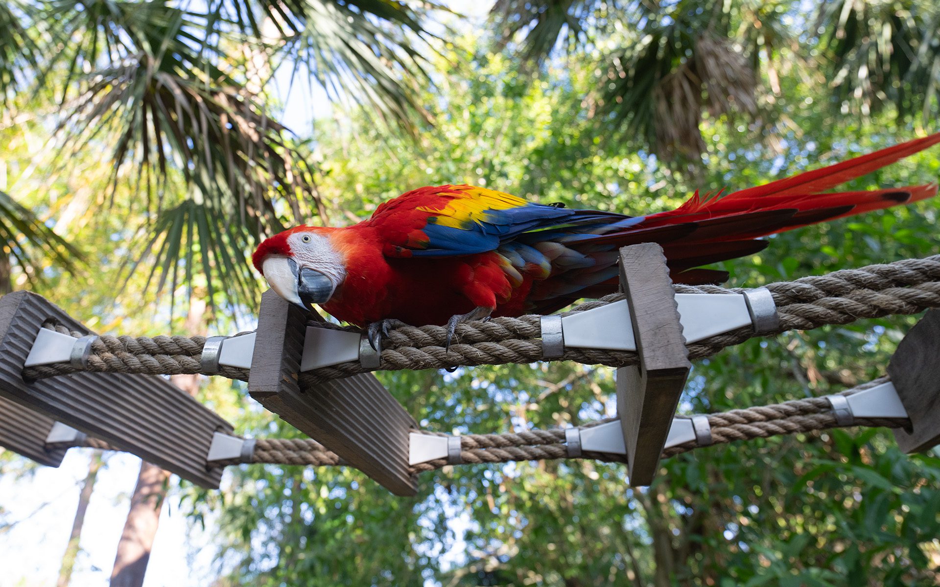 hyacinth macaw on rope bridge viewed from below