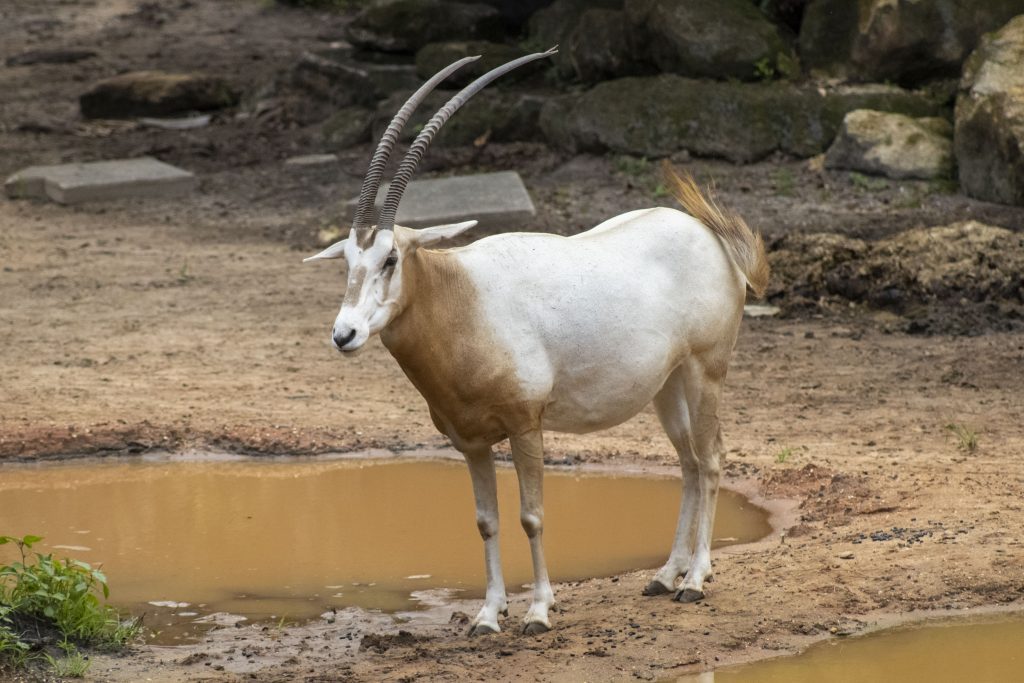 Scimitar-horned oryx