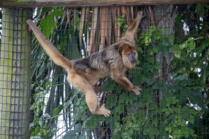 A female howler monkey climbs along a fence at a zoo.
