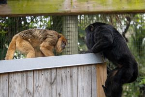 A female brown howler monkey and a male black howler monkey look at each other in a zoo habitat.