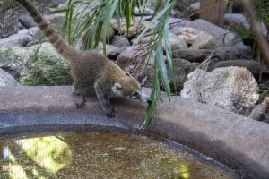 A white-nosed coati kit examines a shallow pool of water inside of its zoo habitat.