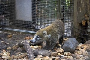 A white-nosed coati kit examines a log inside of its zoo habitat.