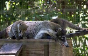 A white-nosed coati mother sits atop a platform with a white-nosed coati kit beside her.