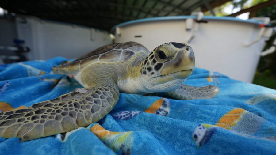 A green sea turtle lays on a colorful beach towel with a tank in the background. 
