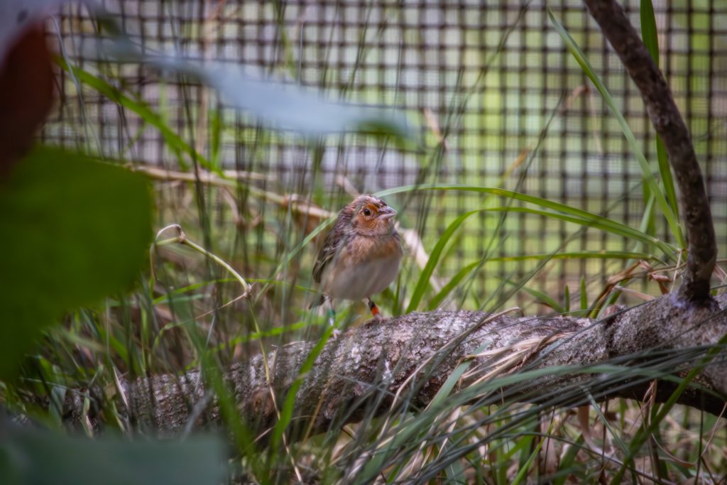 An adult Florida grasshopper sparrow.