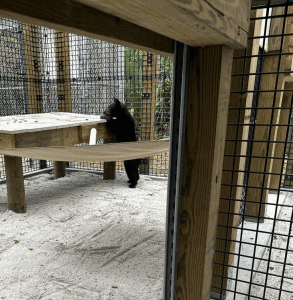 A Florida black bear cub stands on his hindfeet to look at a platform.