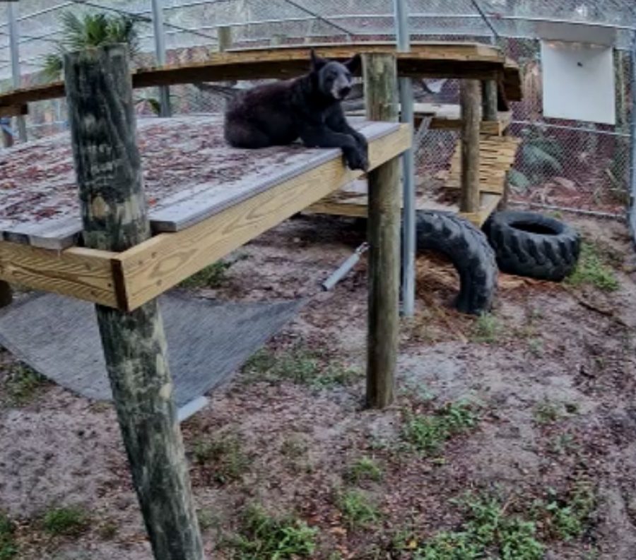 A Florida black bear cub on a platform. 
