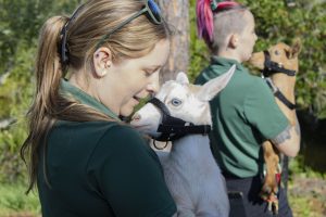 A woman cradles a white goat.