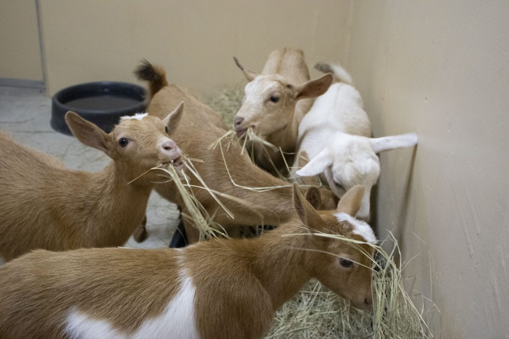 Five goats eat hay inside of a barn.