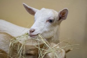 A white goat eats hay.