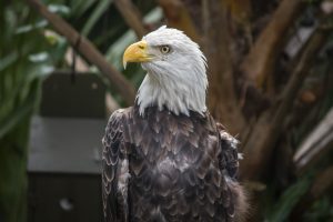 A bald eagle looks to the left.