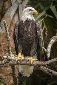 A bald eagle looks to the right.