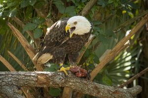 A bald eagle screeches while holding its prey.