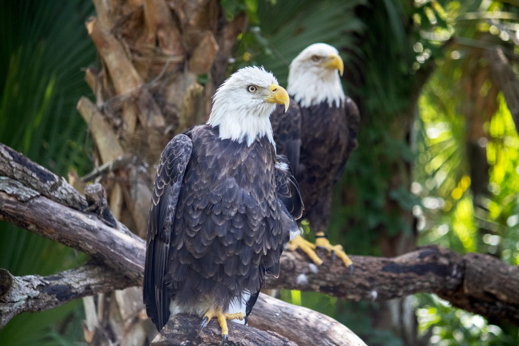 Two bald eagles perch on branches.