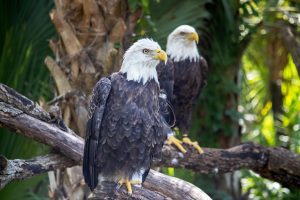 Two bald eagles perch on branches.