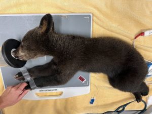 A Florida black bear cub rests on an exam table.